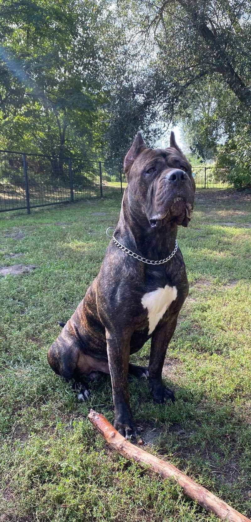 Presa Canario