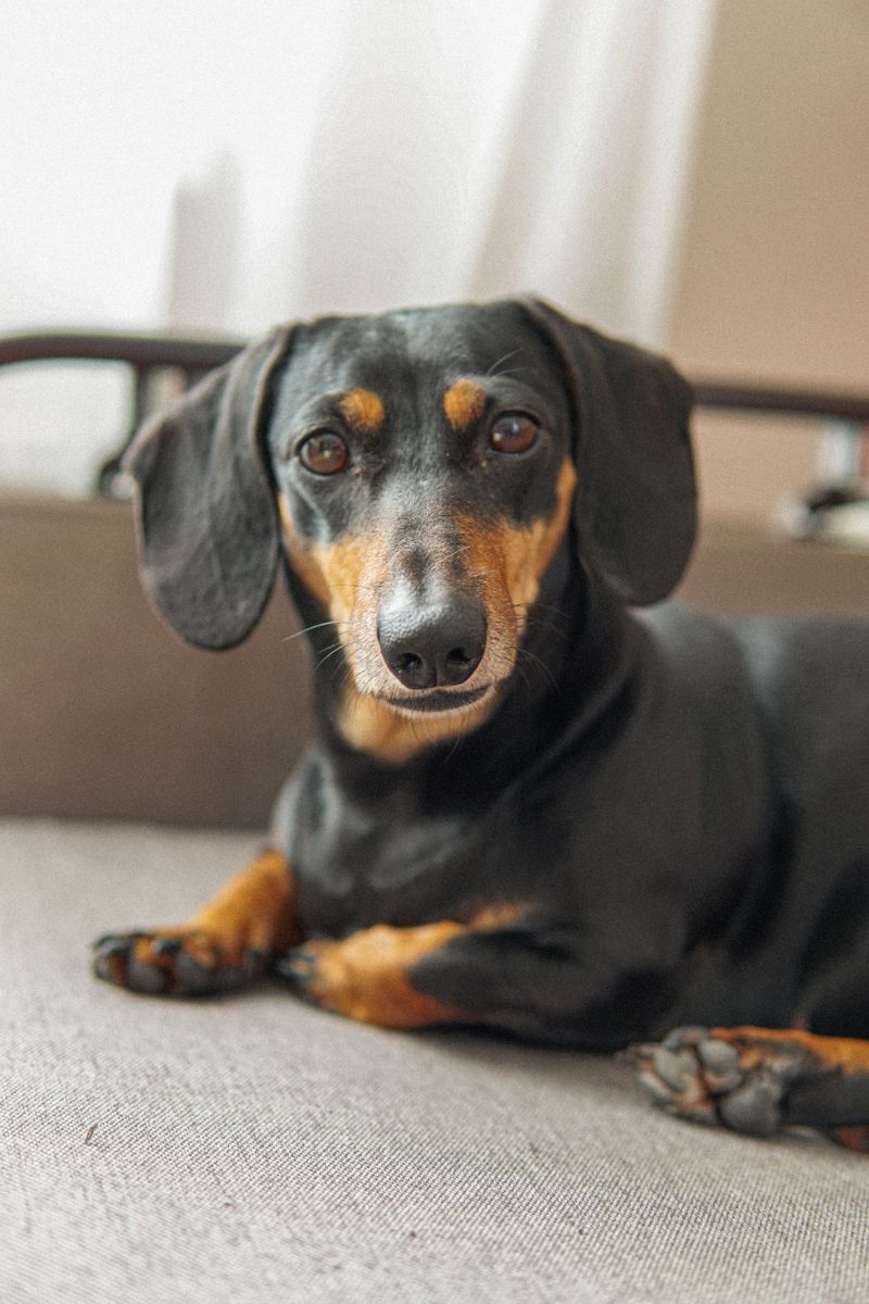 Think your recall is flawless? These dog breeds can find a reason to test that confidence 3 Dachshund