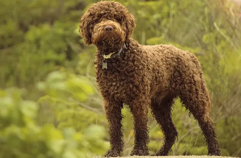 24 Distinctive Dog Breeds You Don’t See Every Day 9 Lagotto Romagnolo