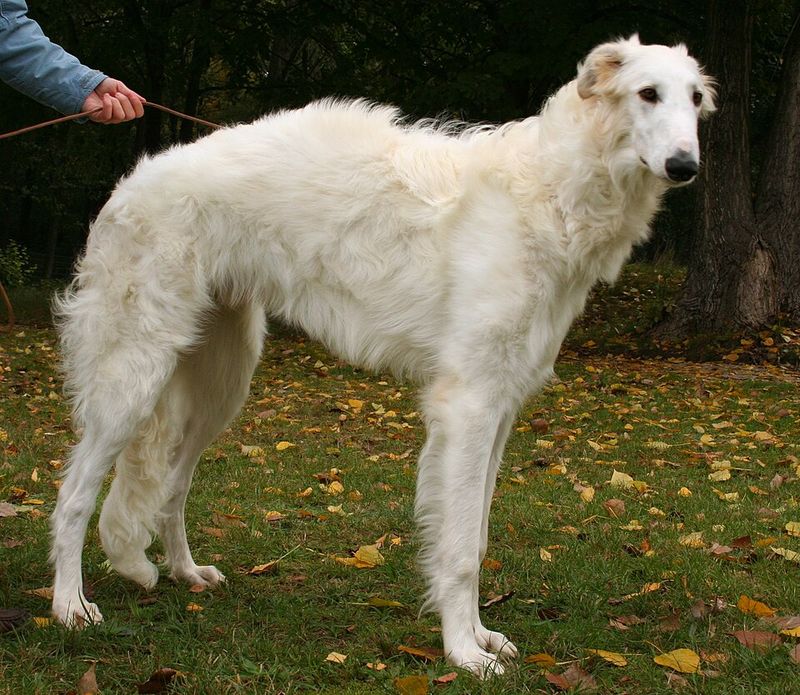 12 strong-minded dog breeds that refuse to be controlled easily 11 Borzoi