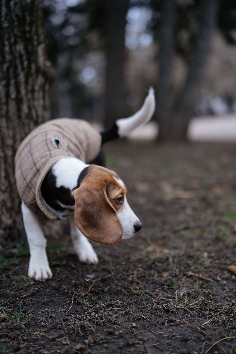 13 dog breeds that seem easy to love – until you realize how much they expect in return 7 Beagle