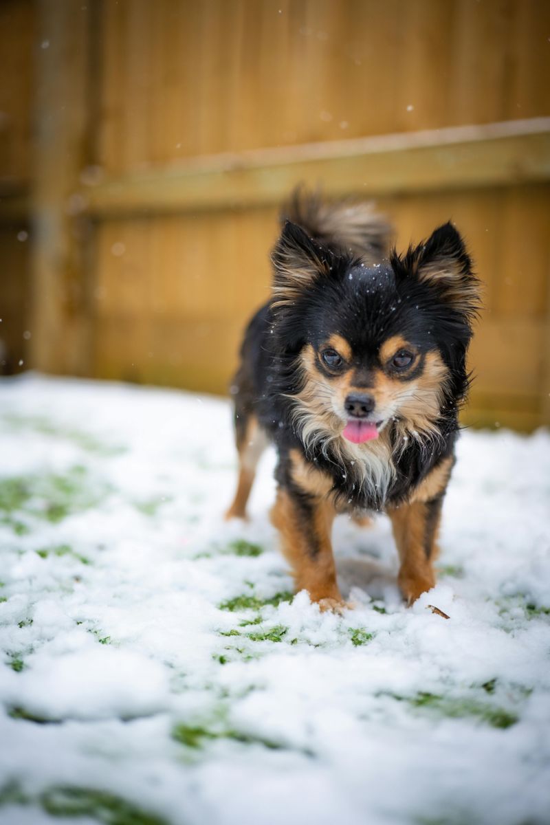 25 Dog Breeds That Need Extra Care in Cold Weather 2 Chihuahua