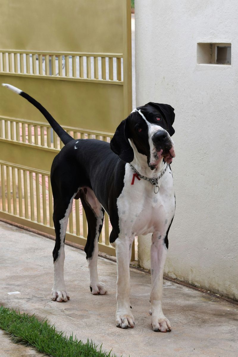 Stop calling these 13 dog breeds needy - they simply love harder than most 10 Great Dane