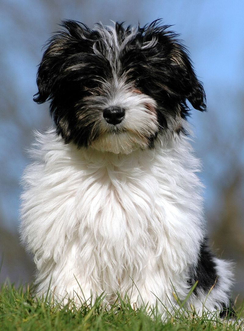 10 dog breeds that weren't built for ordinary household life - plus 3 companions that seem made for it 12 Havanese
