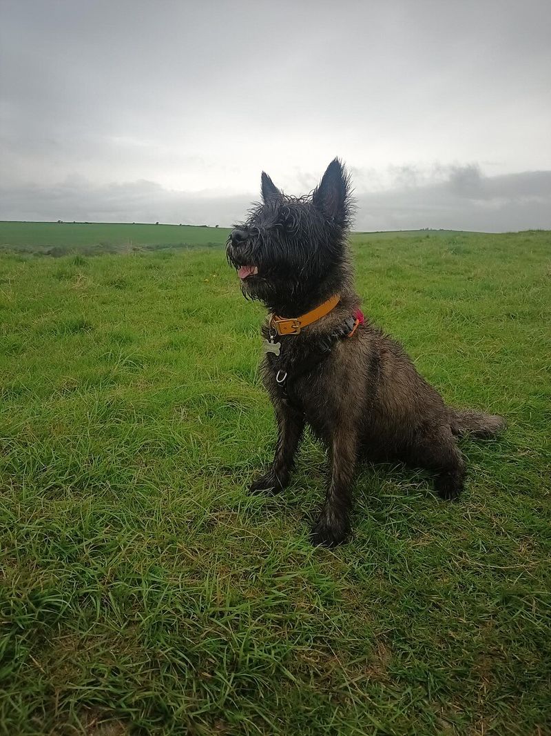 Cairn Terrier