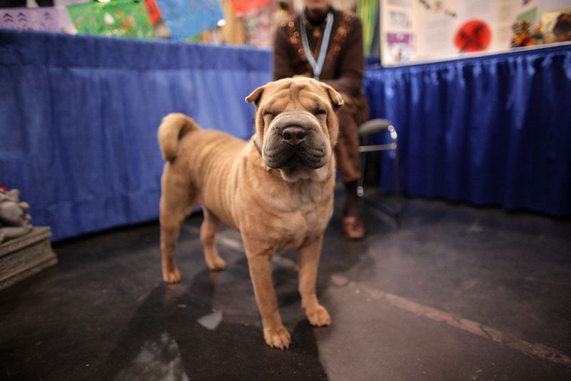 Chinese Shar-Pei