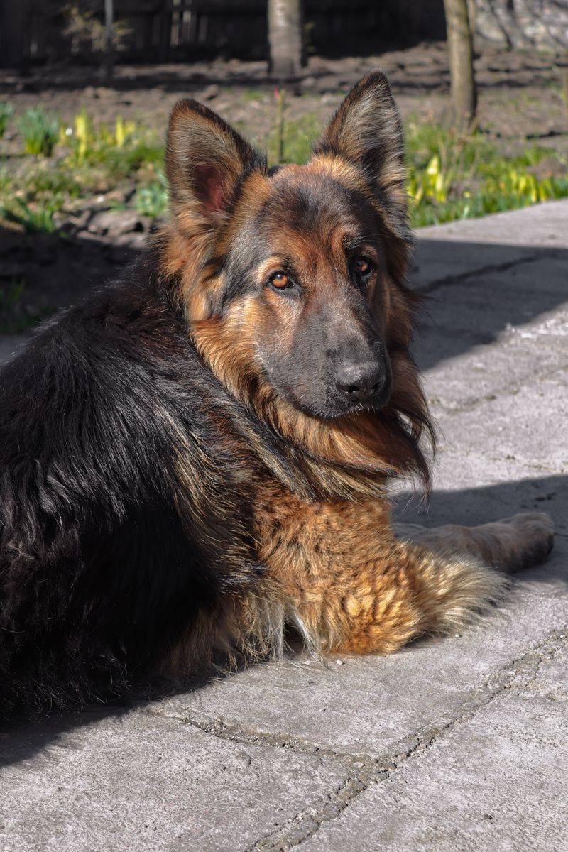 German Shepherd
