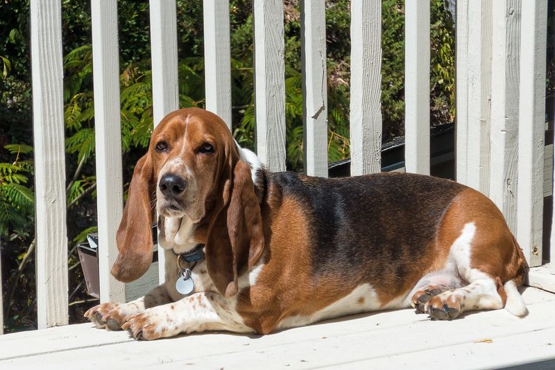 “Low Energy” Is a Misleading Label – 12 Dog Breeds That Save Their Energy for What Matters 9 Basset Hound
