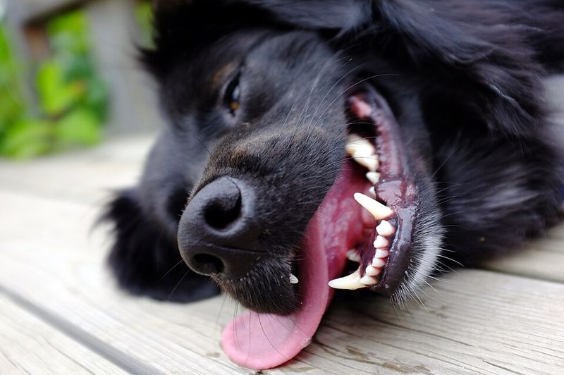 19 dog behaviors that look cute but can be signs of anxiety 10 Excessive panting indoors