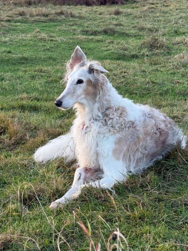 Think you've seen every kind of dog? These extraordinary breeds may prove otherwise 2 Borzoi