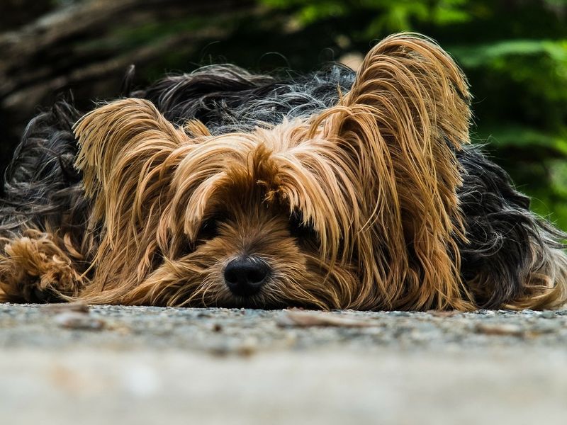 22 Everyday Human Habits That Can Stress Out Your Dog 7 Ruffling their fur roughly