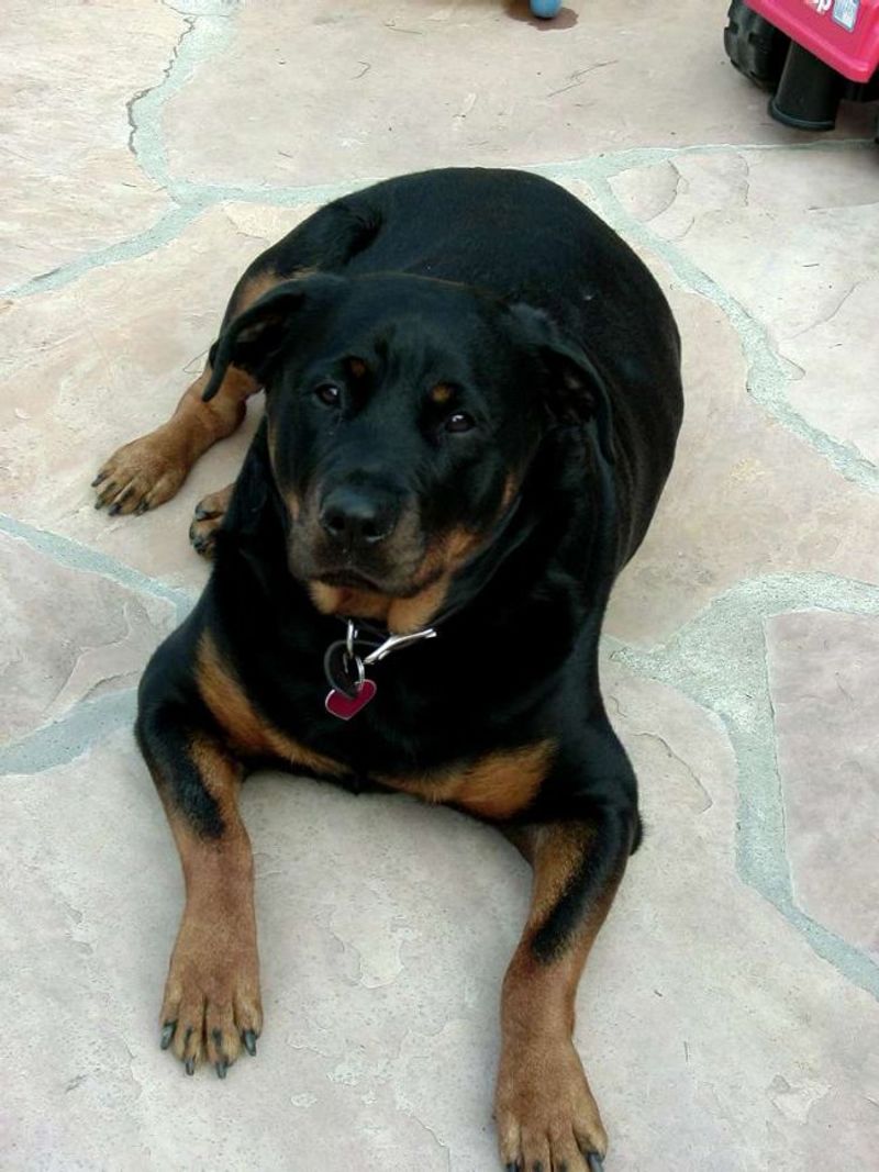 Rottweiler