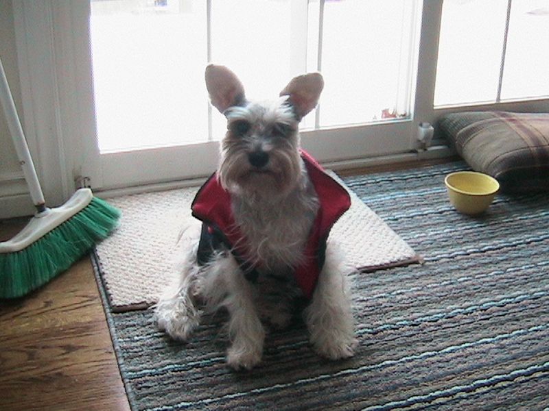 11 easygoing dog breeds seniors love, plus 3 that demand much more energy 11 Miniature Schnauzer