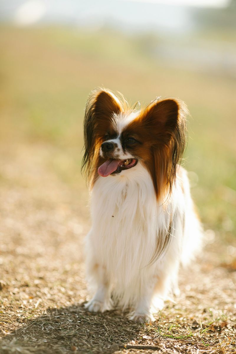10 small dog breeds that form an unbreakable bond with just one person 7 Papillon
