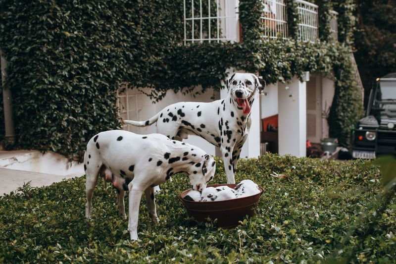 The dog may look perfect - But the daily workload can become exhausting fast 12 Dalmatian