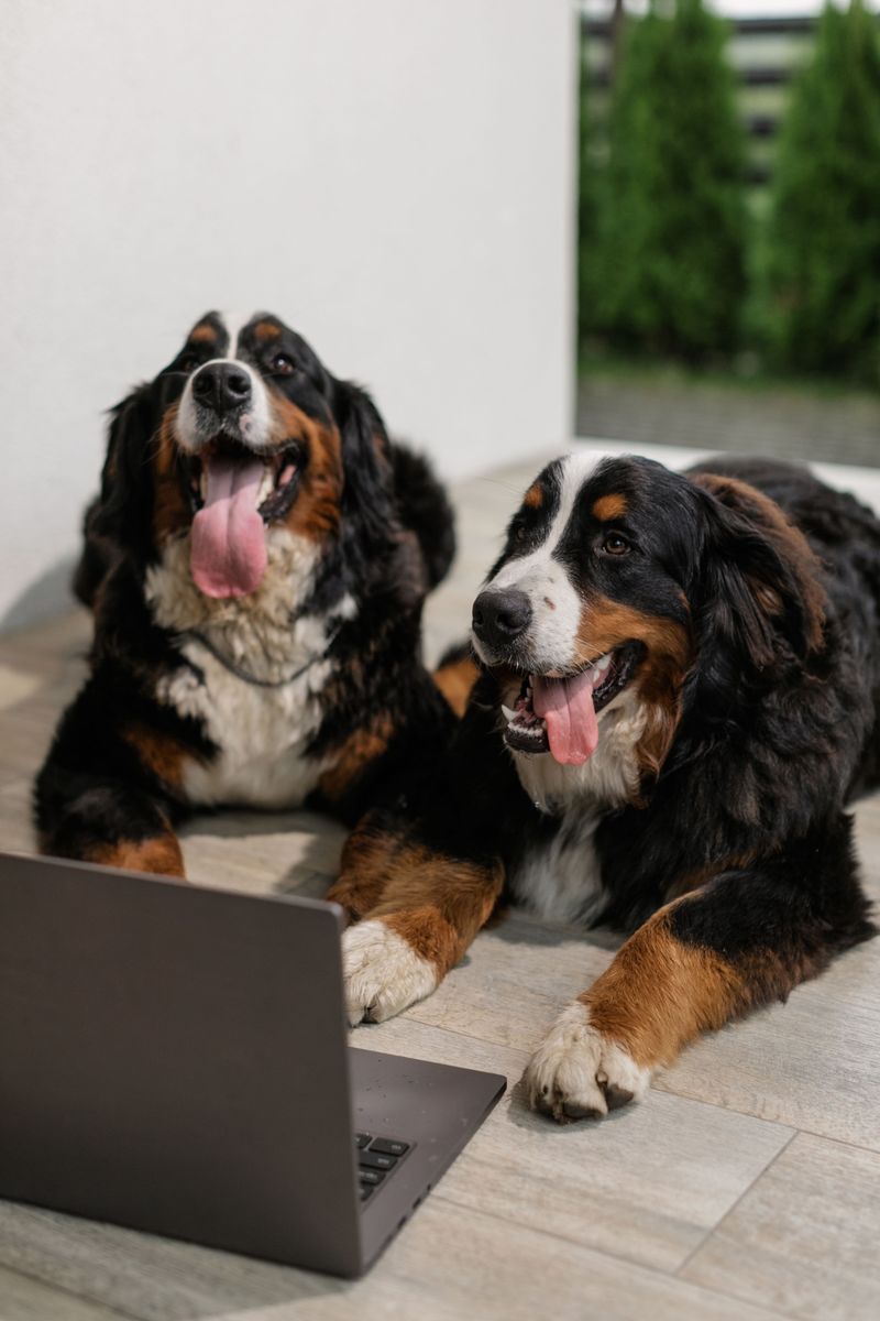 Everyone seems obsessed with these 10 chunky dog breeds right now - and it's easy to see why 7 Bernese Mountain Dog