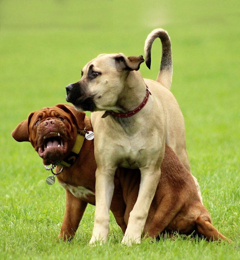 Earn the loyalty of these 13 dog breeds, and they'll guard you without hesitation 13 Boerboel