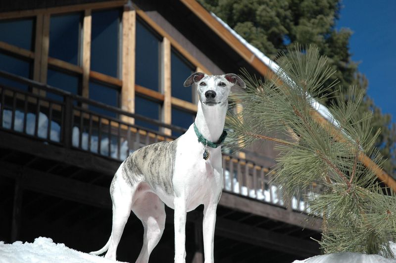 Some dog breeds leave such a lasting impression that every future companion has big shoes to fill 13 Whippet
