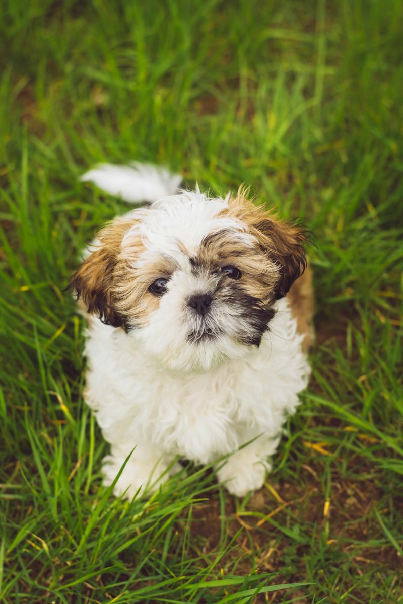 26 Dog Breeds Recognized for Their Unmistakable Vocalizations 7 Shih Tzu