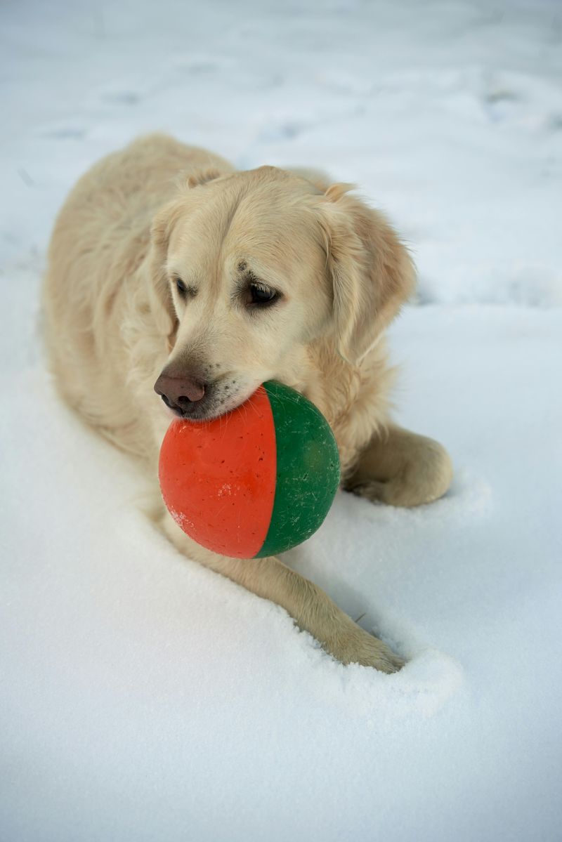 13 dog breeds that take separation harder than most owners expect 6 Golden Retriever