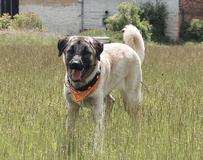 16 Incredibly Powerful Dog Breeds Strong Enough to Pull a Truck 6 Kangal