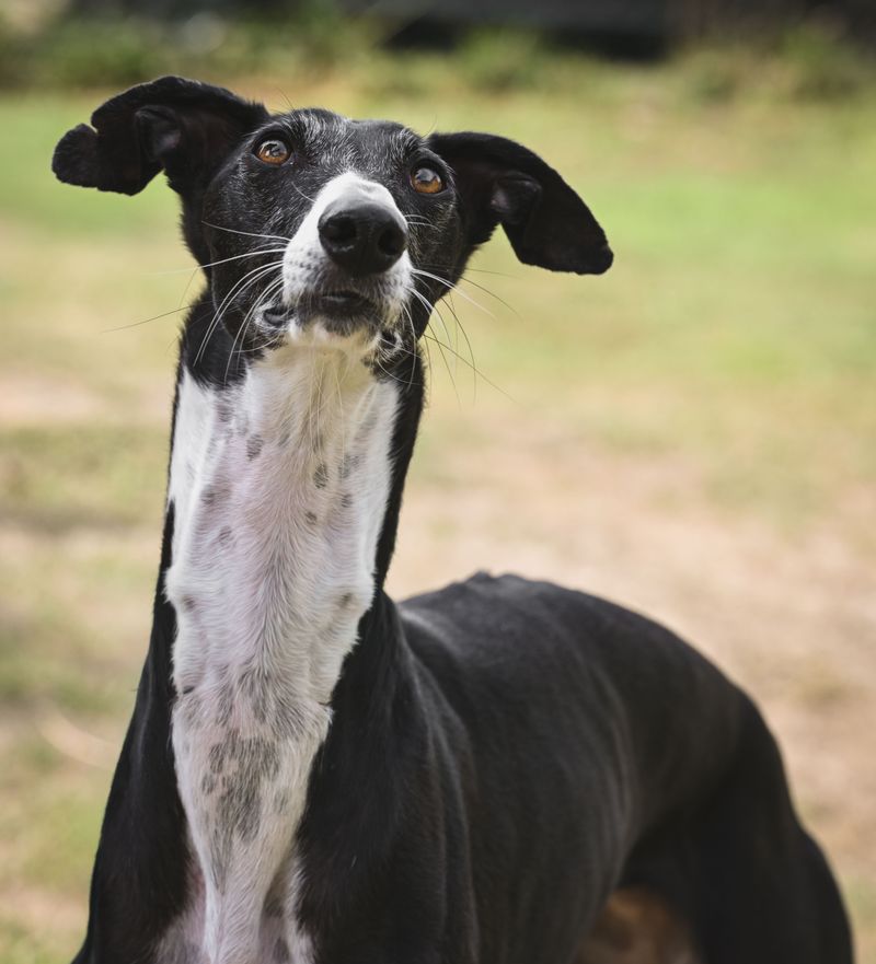 Small home doesn't automatically mean small dog - these adaptable breeds can fit surprisingly well 2 Greyhound