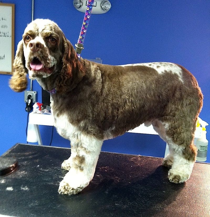 The dangerous part isn't meeting these dog breeds - It's trying to walk away without wanting one 4 Cocker Spaniel