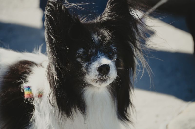 Looking for an outgoing companion? These dog breeds rarely stay strangers for long 11 Papillon