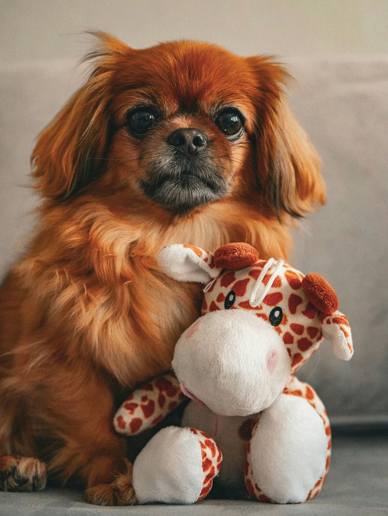 Pekingese