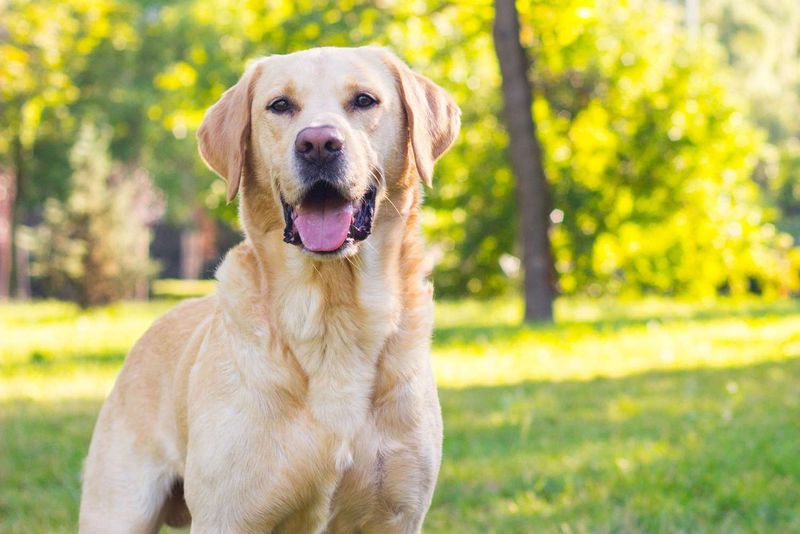 12 famous dog breeds veterinarians warn may not be the best choice 9 Labrador Retriever