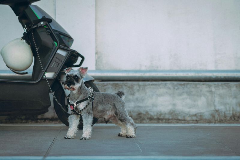 Miniature Schnauzer