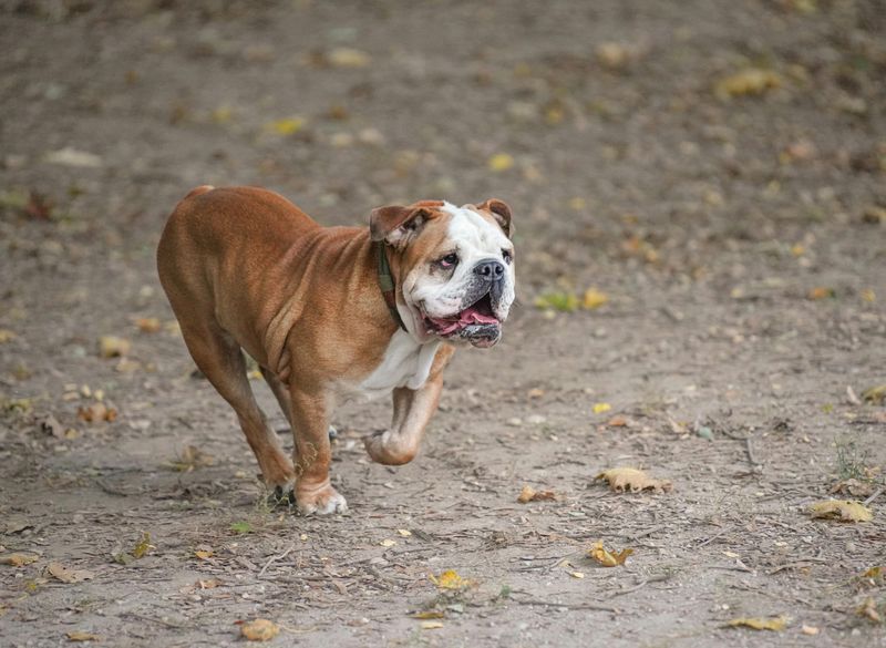 18 Dog Breeds That Often Don’t Match What New Owners Expect 14 English Bulldog