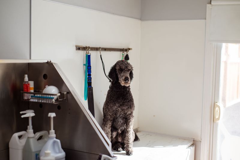 Standard Poodle