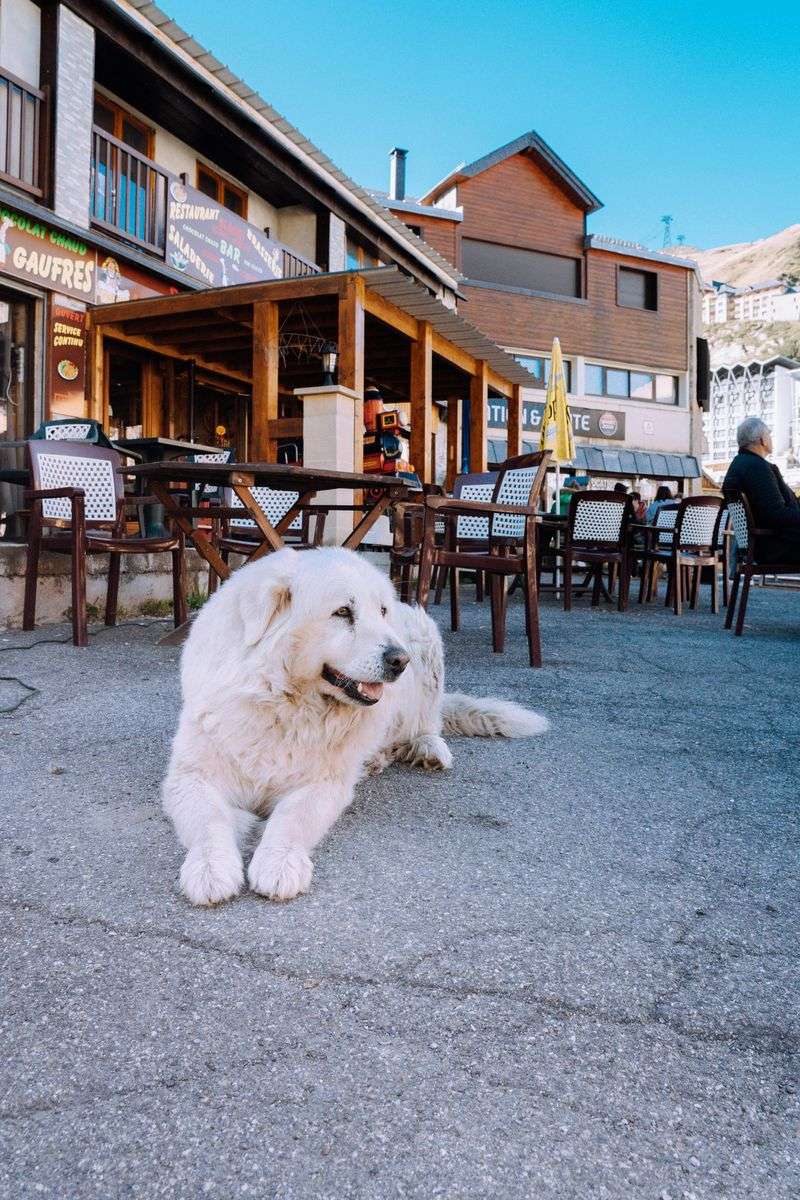Great Pyrenees