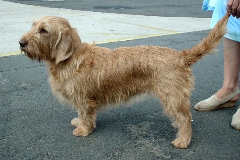 15 dog breeds drawing fresh attention from people tired of seeing the same top picks 7 Basset Fauve De Bretagne