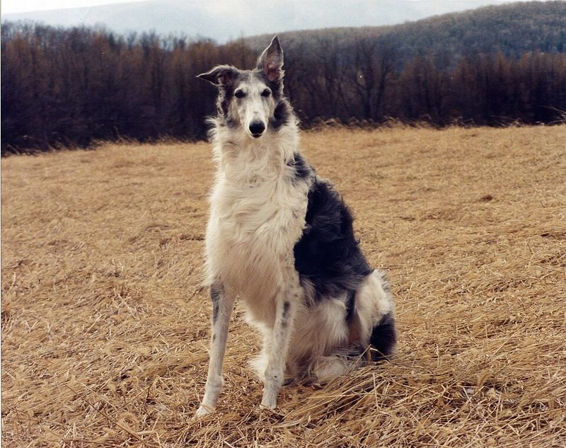 25 Dog Breeds Known for Their Independent or Stubborn Nature 6 Borzoi