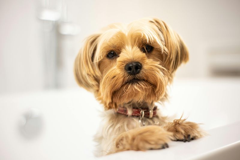 12 Wonderful Low-Shedding Dog Breeds That Are Incredibly Easy to Live With 11 Yorkshire Terrier