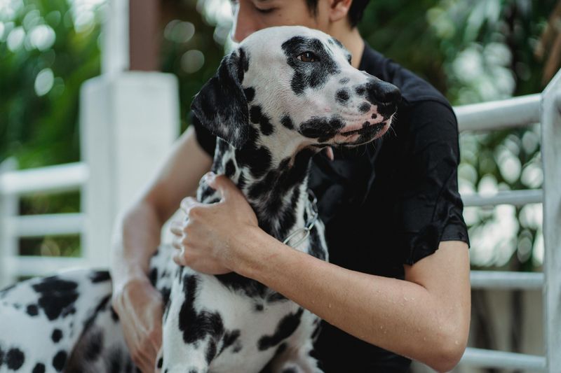 Dalmatian