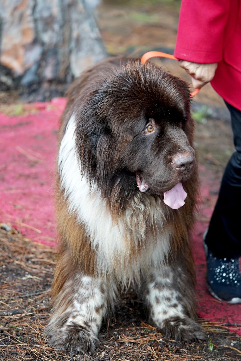 Newfoundland