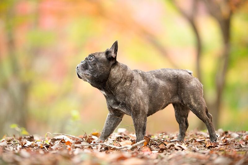 Forget judging house dogs by size - the breeds that settle best indoors may surprise you 11 French Bulldog