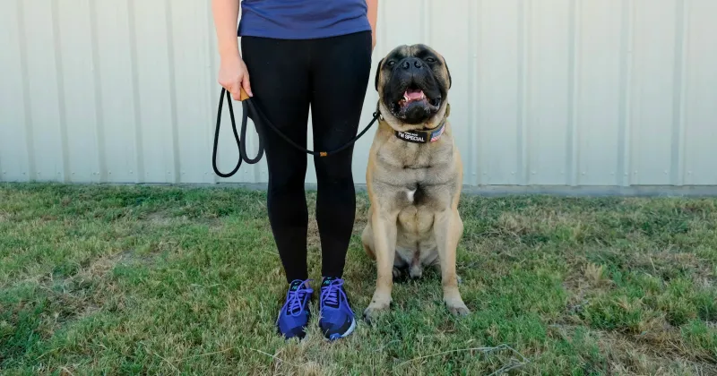 18 Everyday Habits That Lead to a Happier, Healthier Dog 17 Healthy Boundaries