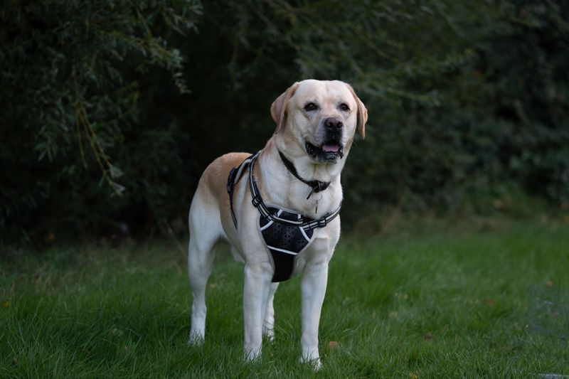 Once these dog breeds become part of your life, you'll rarely walk through the house alone 8 Labrador Retriever