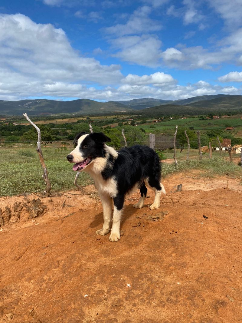 Australian Cattle Dog + Border Collie