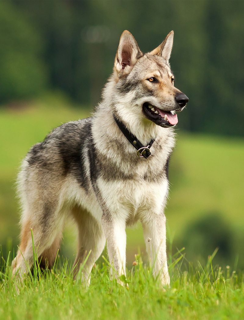 24 Most Expensive Dog Breeds and Why They Cost So Much 25 Czechoslovakian Wolfdog