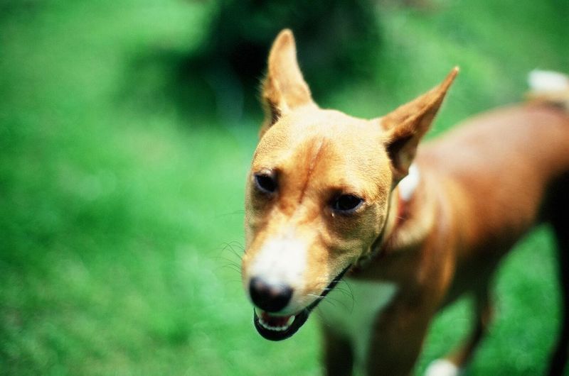 These 15 dog breeds want nothing to do with water 3 Basenji