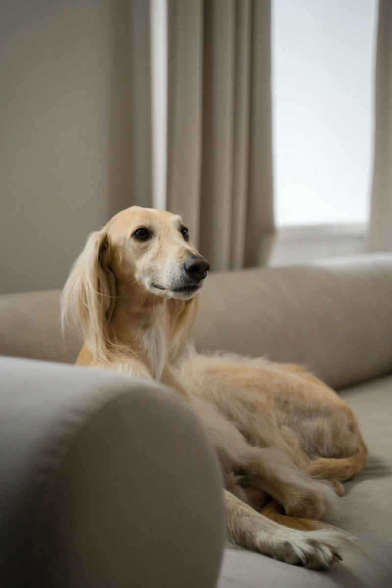 If You Love Quiet Confidence - 14 Breeds That Rarely Need to Prove Anything 3 Saluki