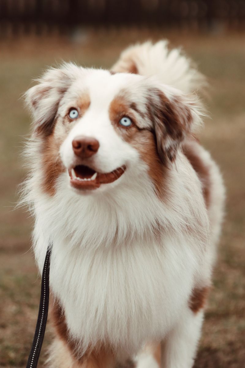 12 velcro dog breeds that always want to know where you are - and 2 independent companions 13 Australian Shepherd - bright-eyed teammate