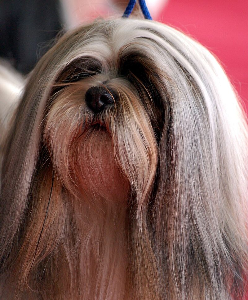 15 Dog Types That Are Happiest Living In Small Apartments 14 Lhasa Apso