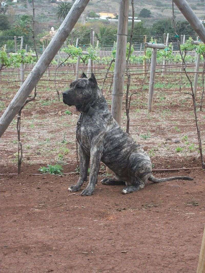 Presa Canario