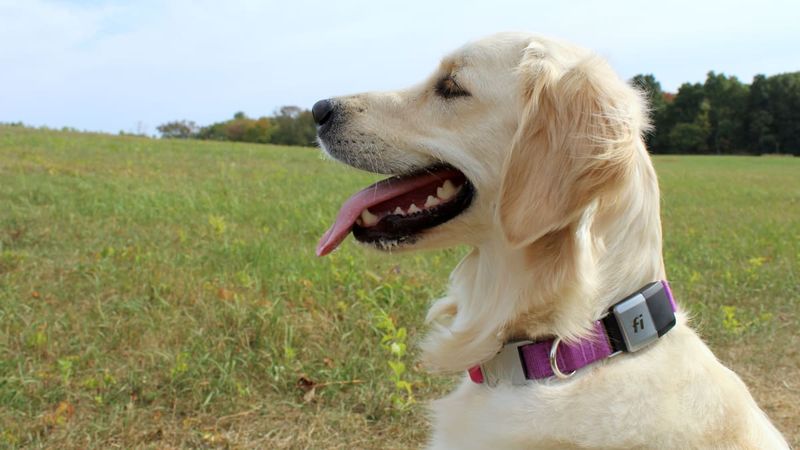 Fi Smart Dog Collar Series 3